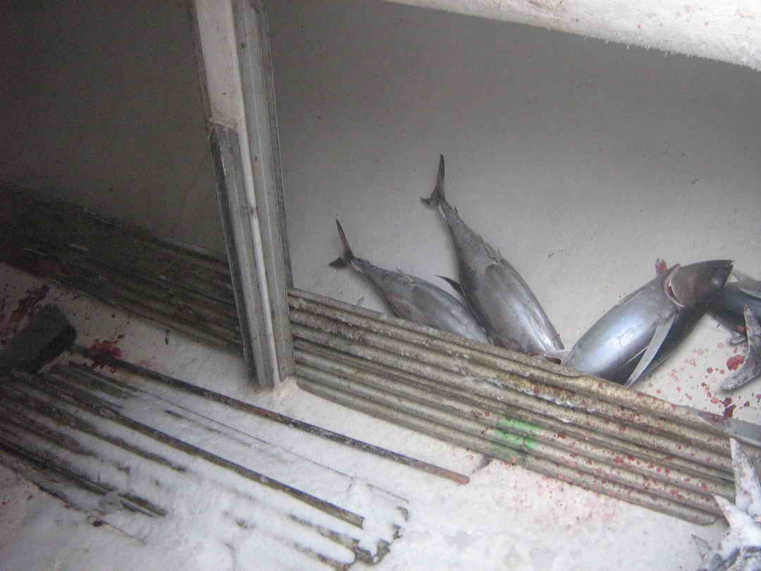 Tuna Freezer Troller Trawler image 56