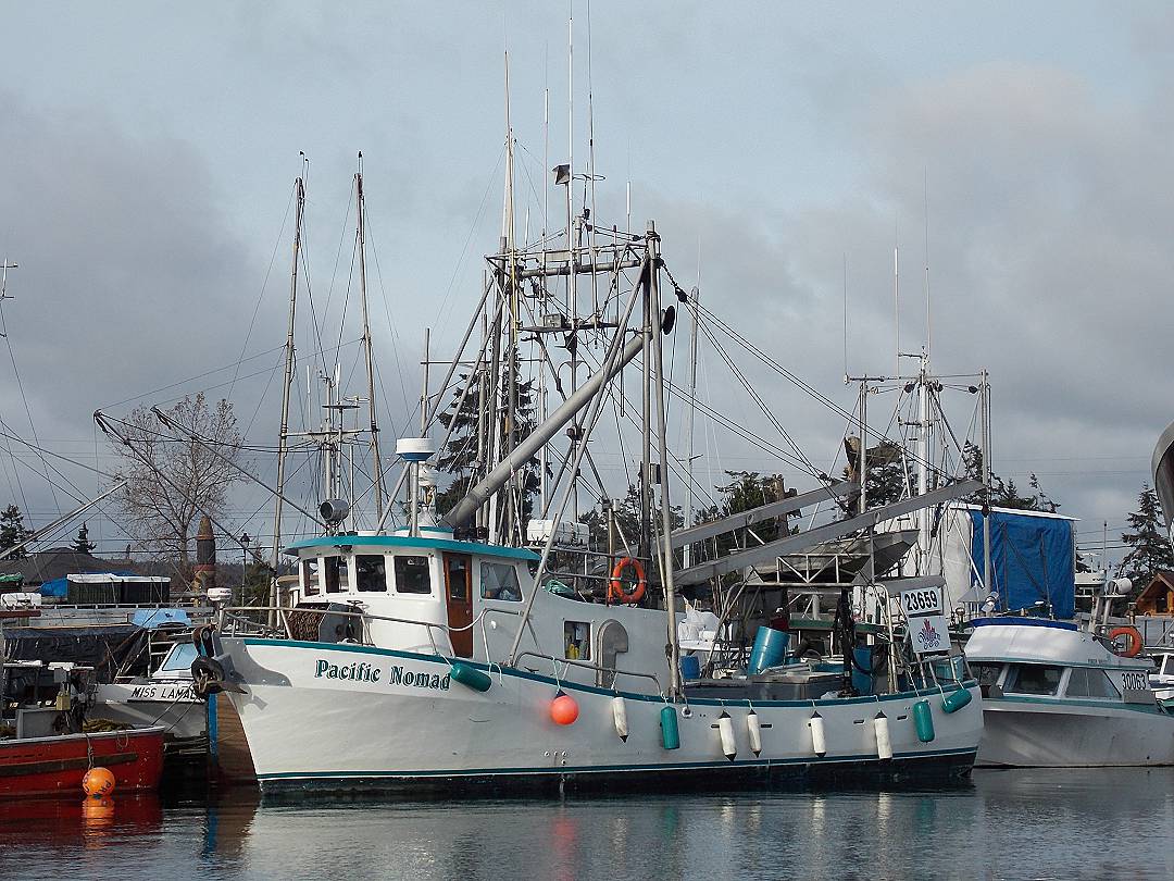 Pelagic Packer Tender Longliner image 0