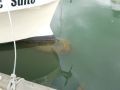 Fiberglass Gillneter thumbnail image 8