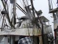 Steel Seiner Tuna thumbnail image 13