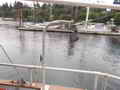 Ex-Troller Cruiser Live-Aboard Trawler thumbnail image 27