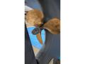 Bayfield Sailboat thumbnail image 8